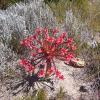 36.2.Fynbos